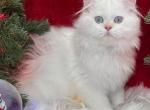 Hunter - Scottish Straight Cat For Sale - Vancouver, WA, US