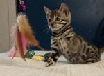 Hocus Pocus Bengal litter - Bengal Cat For Sale - Norwalk, OH, US