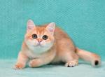 Larson - British Shorthair Cat For Sale - Brooklyn, NY, US