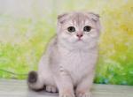 Lola - British Shorthair Cat For Sale - Brooklyn, NY, US