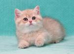 Simba - British Shorthair Cat For Sale - Brooklyn, NY, US