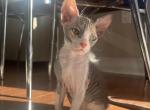 Julie Levkoy - Sphynx Cat For Sale - Union City, NJ, US