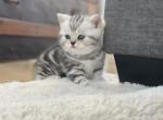 Pierre - Scottish Fold Cat For Sale - Prior Lake, MN, US