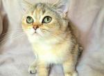 Rayna - British Shorthair Cat For Sale - New York, NY, US