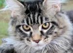 KIWI - Maine Coon Cat For Sale - Pensacola, FL, US