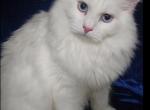 Wendy - Siberian Cat For Sale - New York, NY, US