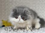 Luntik - Persian Cat For Sale - Yucca Valley, CA, US