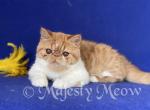 Aleftina - Exotic Cat For Sale - Yucca Valley, CA, US