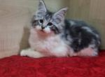 Anabel - Maine Coon Cat For Sale - Norwalk, CT, US