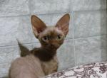 Eseniya - Devon Rex Cat For Sale - Norwalk, CT, US