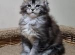 Bentley - Maine Coon Cat For Sale - Norwalk, CT, US