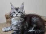 Boston - Maine Coon Cat For Sale - Norwalk, CT, US