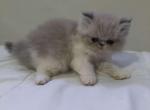 Milky persian female - Persian Cat For Sale - MA, US