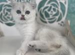 Rain - Scottish Straight Cat For Sale - Sunnyvale, CA, US