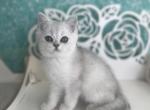 Crystal - Scottish Straight Cat For Sale - Sunnyvale, CA, US