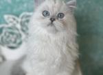 Snowball blue eyes - Scottish Straight Cat For Sale - Sunnyvale, CA, US