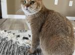 Carrot - Scottish Straight Cat For Sale/Retired Breeding - Houston, TX, US