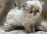 Lilah - Himalayan Cat For Sale - Callahan, FL, US