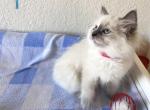 Female Ragdoll Kitten - Ragdoll Cat For Sale - Phoenix, AZ, US