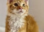 Red and white - Maine Coon Cat For Sale - Littleton, CO, US