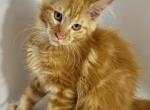 Red boy - Maine Coon Cat For Sale - Littleton, CO, US