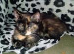 Lexi and Wookie Ready for Christmas - Manx Cat For Sale - New Bern, NC, US
