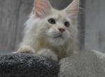 Peach - Maine Coon Cat For Sale - Brooklyn, NY, US