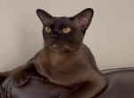 Michel - European Burmese Cat For Sale - ID, US