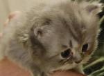 Frisky CFA Registered Silver Shaded Persian - Persian Cat For Sale - Perry, FL, US