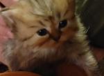 Precious CFA Registered Silver Shaded Persian - Persian Cat For Sale - Perry, FL, US