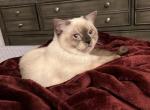 Chips - Siamese Cat For Sale - Astoria, NY, US