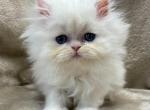 Cotton - Persian Cat For Sale - Callahan, FL, US