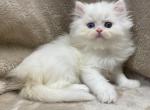 Jackson - Persian Cat For Sale - Callahan, FL, US