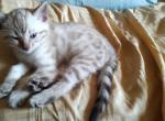 Moxie's Seal Lynx Point Boy - Bengal Cat For Sale - Buellton, CA, US