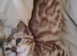 Moxie's Snow Mink Girl - Bengal Cat For Sale - Buellton, CA, US