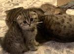 Lusi - Scottish Fold Cat For Sale - Philadelphia, PA, US