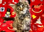 KitKat - Maine Coon Cat For Sale - Joplin, MO, US