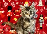 Twix - Maine Coon Cat For Sale - Joplin, MO, US