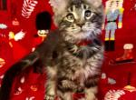 Hershey - Maine Coon Cat For Sale - Joplin, MO, US