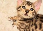 Savannah F5 - Savannah Cat For Sale - FL, US