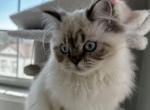 Daisy - Himalayan Cat For Sale - Tallahassee, FL, US