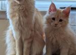 Edward - Maine Coon Cat For Sale - Staten Island, NY, US