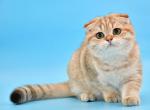 Laura2 - Scottish Fold Cat For Sale - NY, US