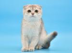 Lola2 - Scottish Fold Cat For Sale - NY, US