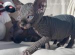 Elka & Chester - Sphynx Cat For Sale - Columbus, OH, US