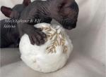 Elk&Ches - Sphynx Cat For Sale - Columbus, OH, US