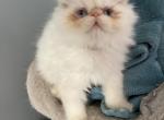 Flame point himalyan persian boy - Himalayan Cat For Sale - Little Egg Harbor Township, NJ, US