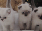 White Scottish Fold with blue eyes - Scottish Fold Cat For Sale - Huntington Beach, CA, US