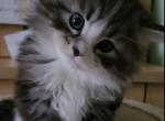 Basile - Siberian Cat For Sale - New York, NY, US