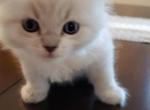 Champ - Himalayan Cat For Sale - Dallas, TX, US